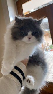 Скоттиш страйт хейланд кот