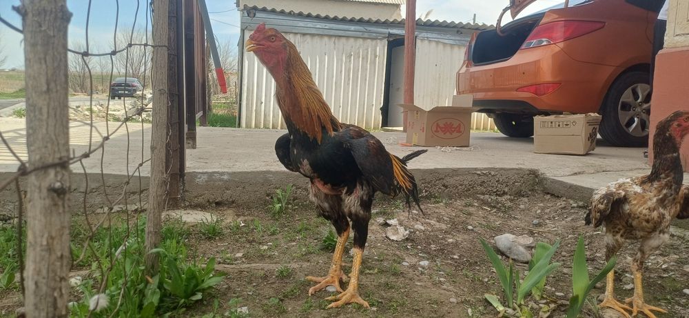 Дакан кораз  и мекен