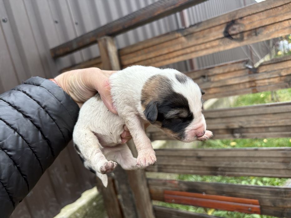 Cautam familii iubitoare pentru 6 catelusi Schnauzer german pitic