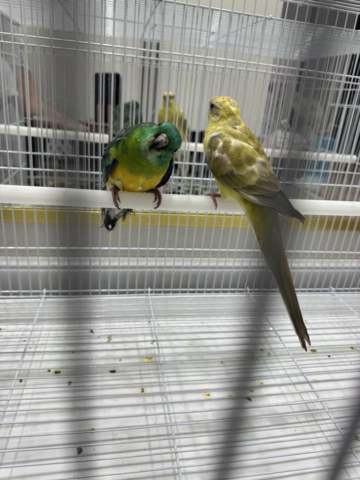 Певчий попугай молодые