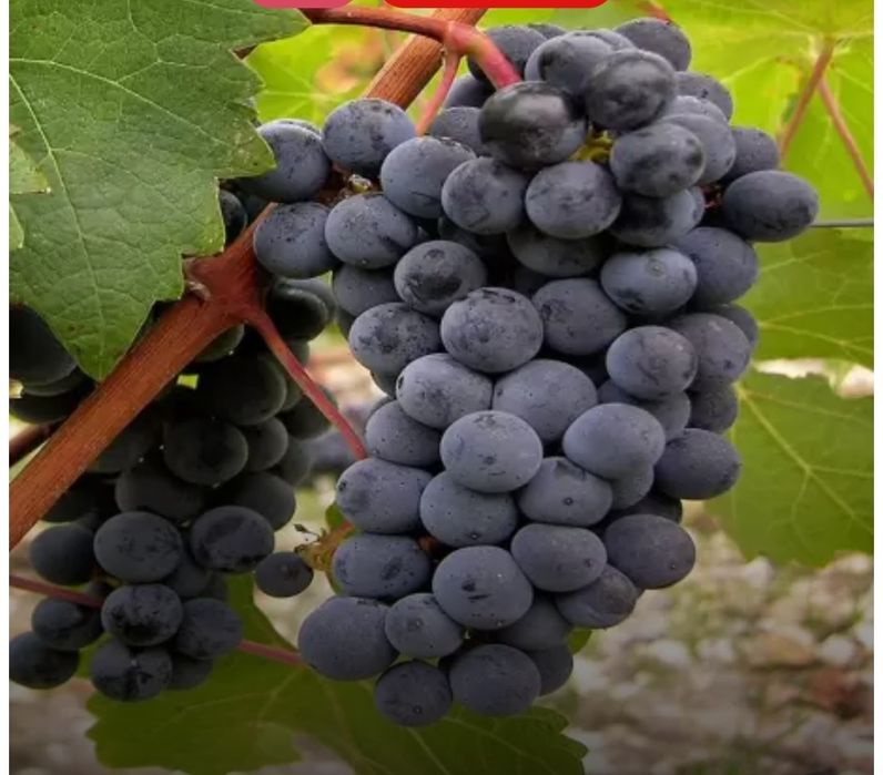 Produc butasi vita de vie altoita anul 3