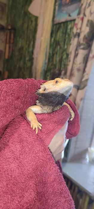 Продаётся самец агамы с террариумом