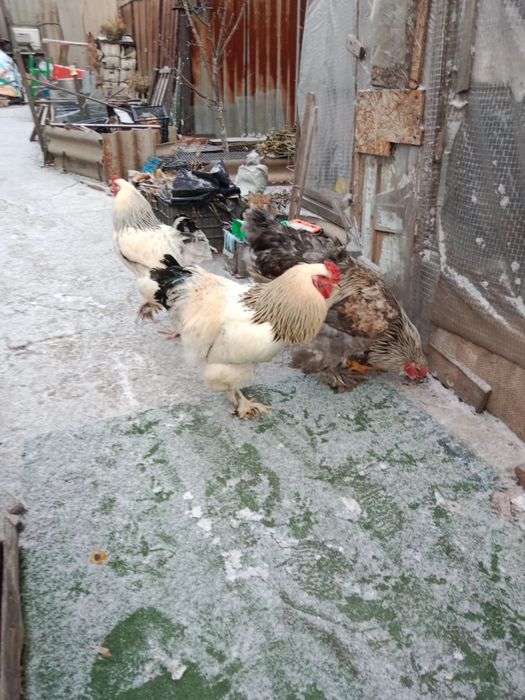 Продам петухов брам молодые