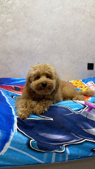 Собака пудель породистая