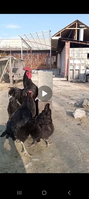 Gigant qora shaxzoda