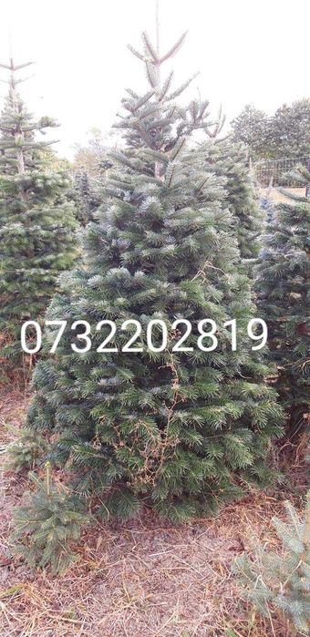 Vând mesteacăn și tei