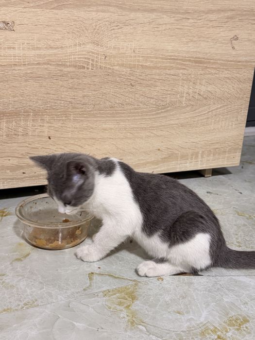 Бесплатный котенок
