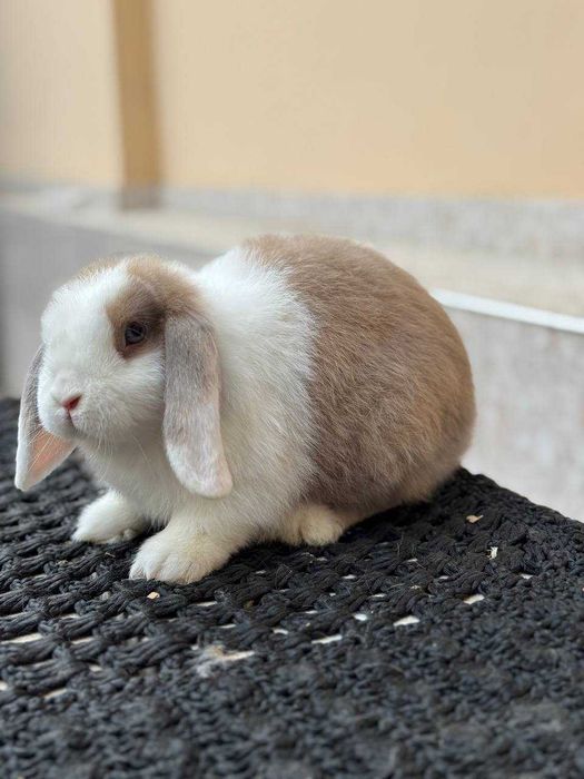 кроллик minilop siplit