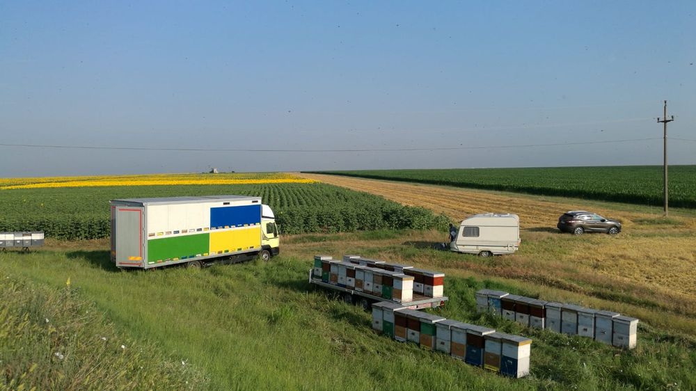 Miere salcam, rapita , poliflora certificata BIO