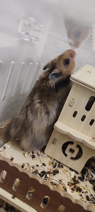 Сирийские хомяки