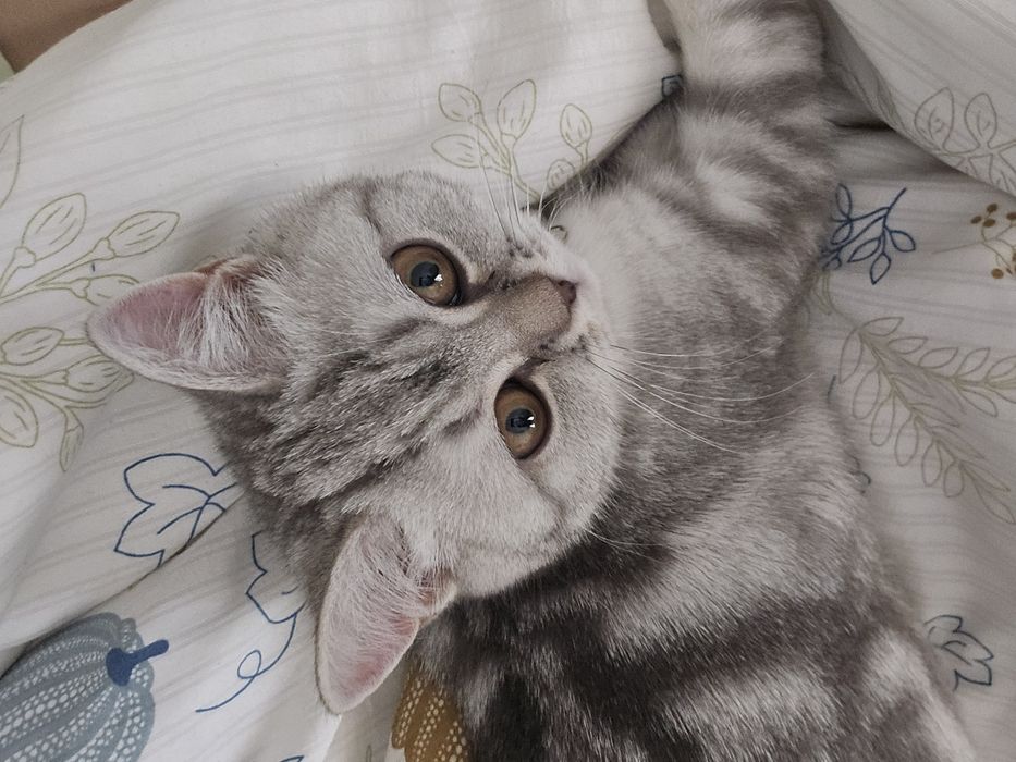 Продаётся Кошка Лакки