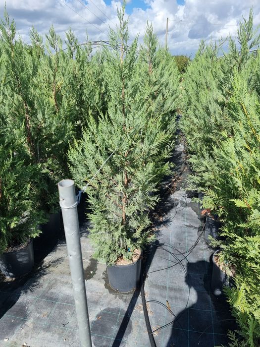 Chamaecyparis leylandii- cedru- evunomius- catalpa