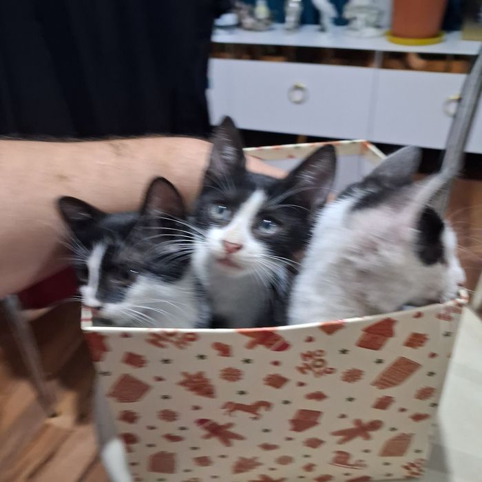 Pisicuti. Pentru adopție.  1 _2 luni
