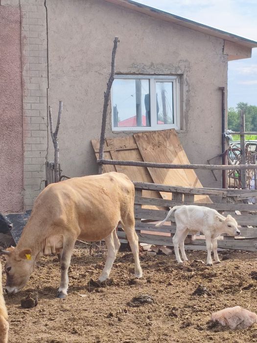 Продам коров с бычками
