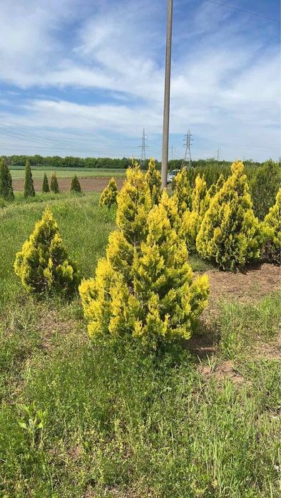 Берберис,лейланди и мн. храсти