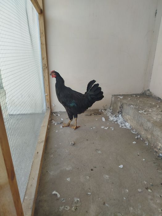 Kotiba külotlu çorapda jinsiy aloqa