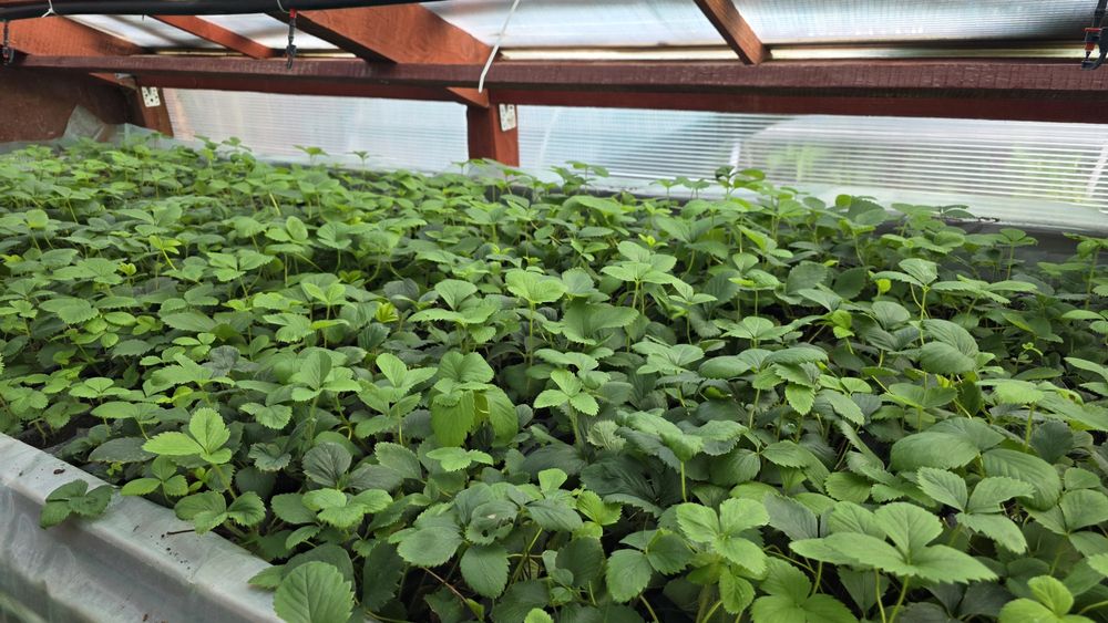 Vând Stoloni Capsuni Collosus