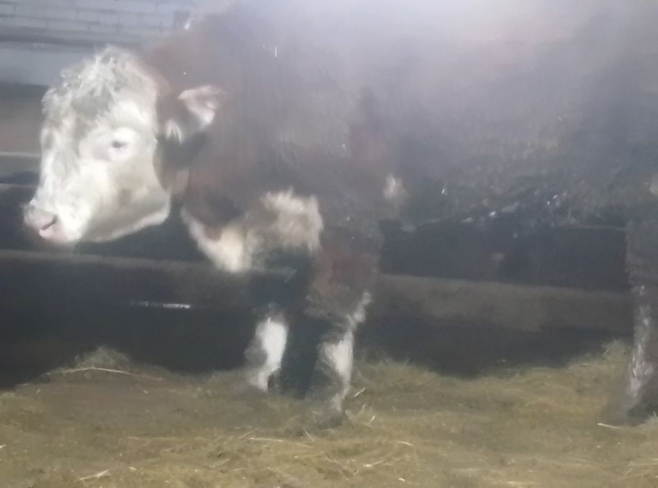 Продам бычки 16 голов