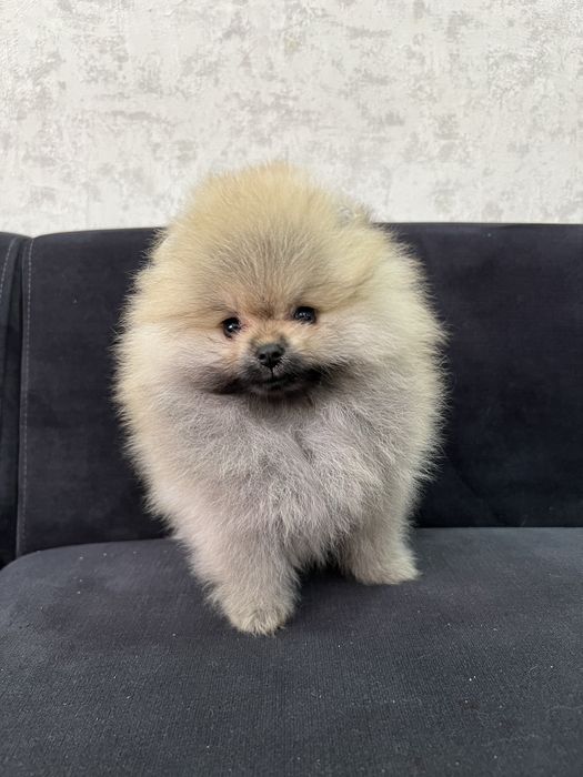 Продается померанский шпиц