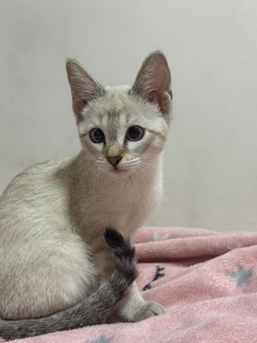 Продам кошечку котенок кошка