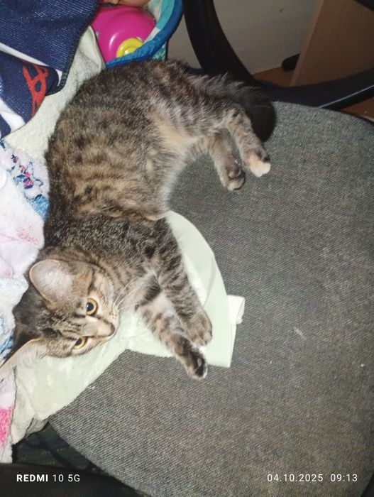 Отдам в добрые руки