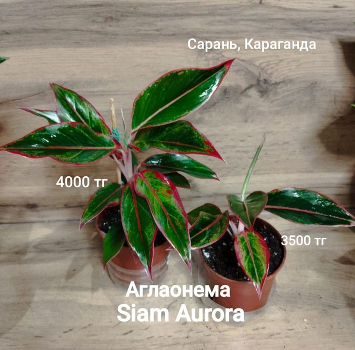 Аглаонема разная