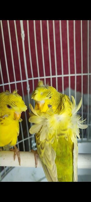 Babichka papugaylar sotiladi manzil Kogon shaxar