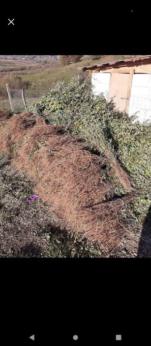 puieți de salcâm pentru împădurirea terenurilor degradate, agricole