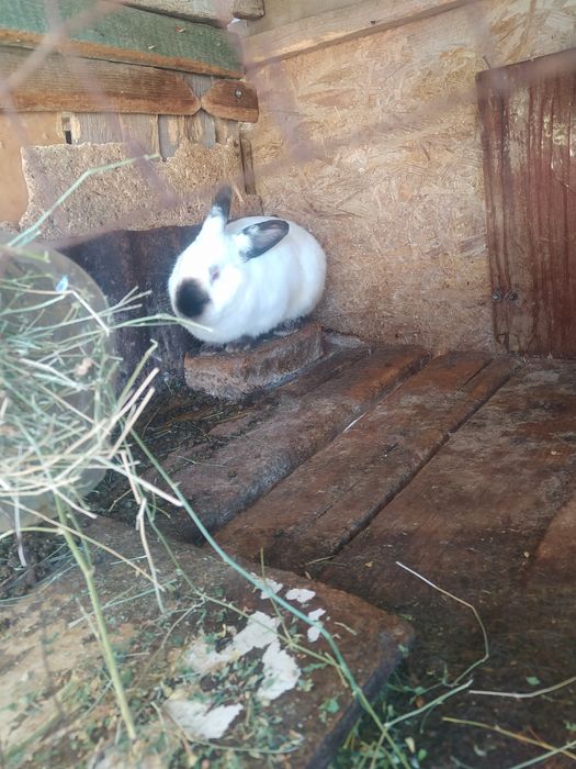 Продам кроликов.