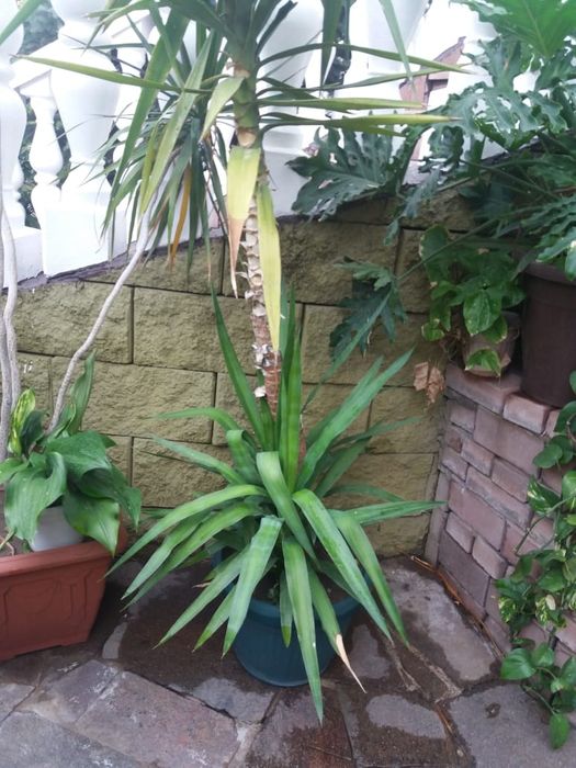 Домашнее растение