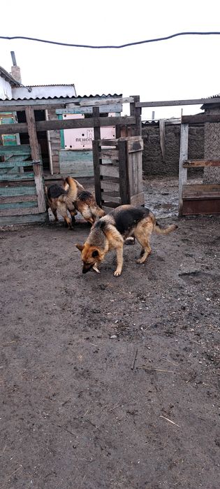 Щенки немецкой овчарки