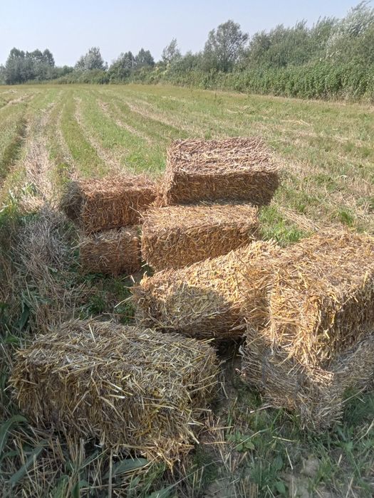 Vând Baloți paie Porumb Tricale Ovăz