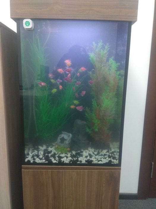 Профессиональная чистка аквариума AQUALIFE