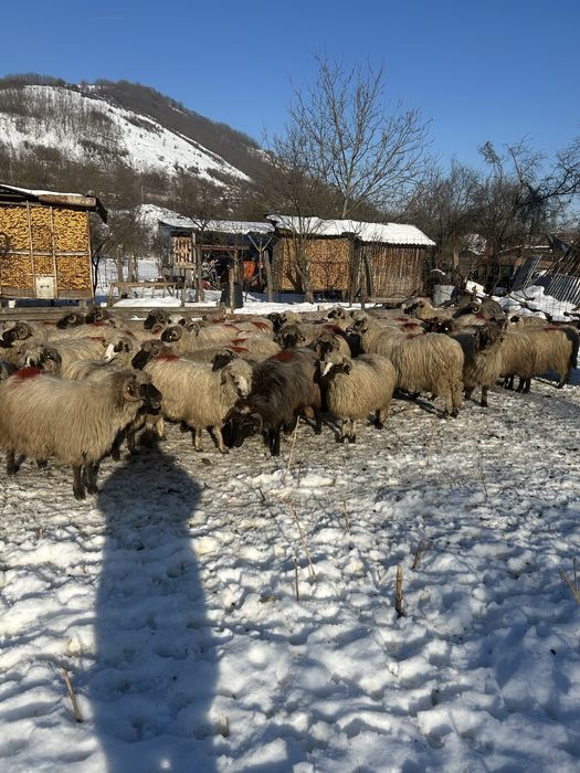 Vând oi bune pentru ținut