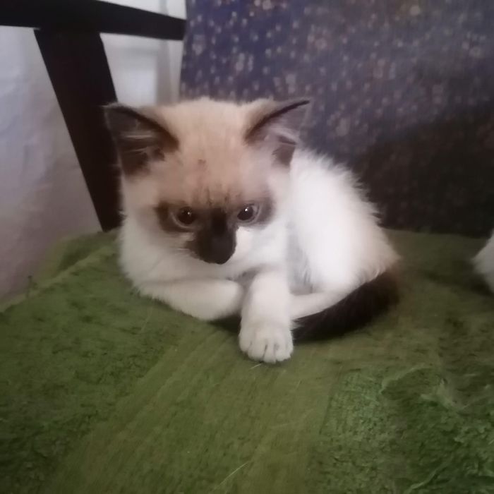 Котята мальчики ищут дом
