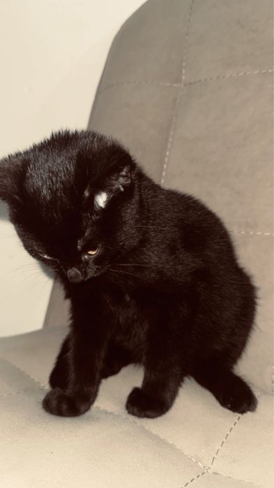 Котенок 3месячный