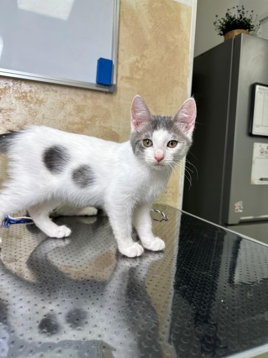 2 pisicuțe pentru adopție