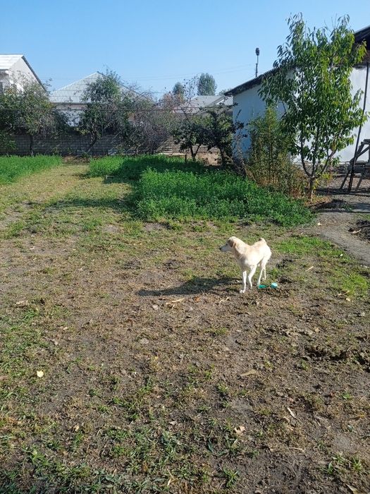 Участок 6 соток. Уртачирчикский район.