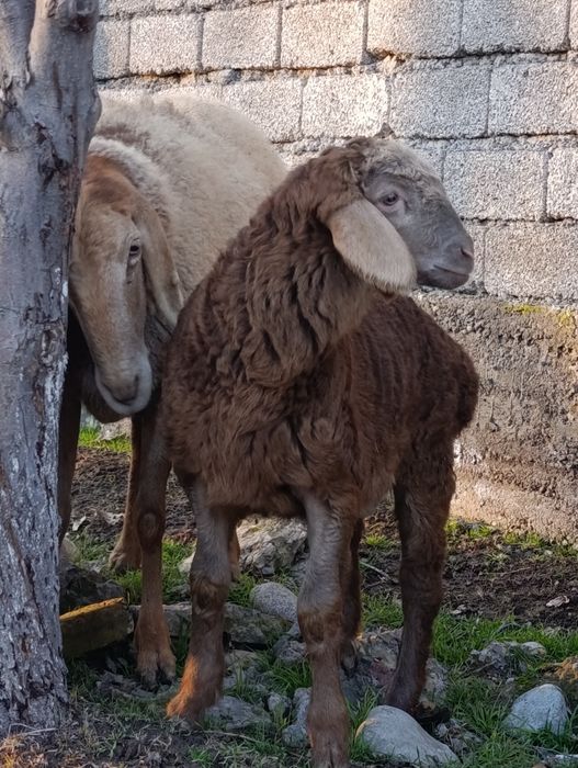 АРАШАНГА+ Ишкибозлар сотувда бор.