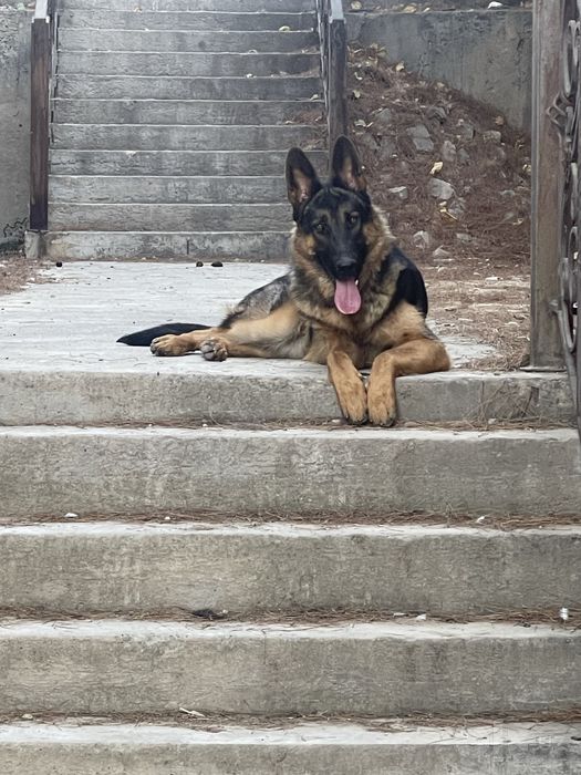 Nemis ovcharka 9 oylik kuchuk sotiladi