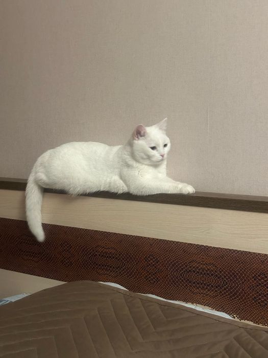 Отдам кошечку в добрые руки