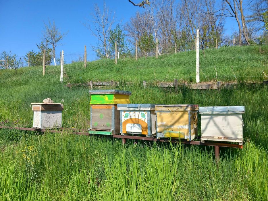 Cutii si rame pentru stupi albine si apicultura