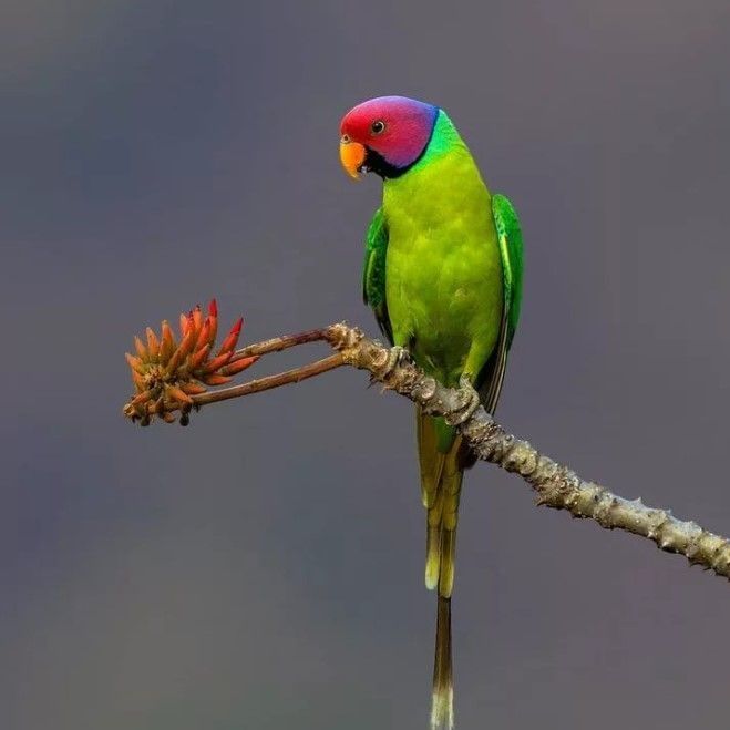 Сливоголовый попугай 5 мес