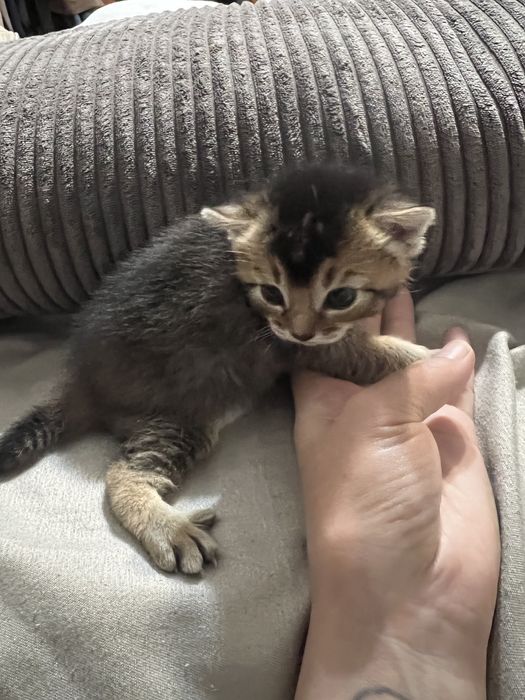 Котята редкой породы Чаузи