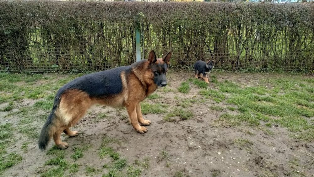 Щенок Немецкой Овчарки