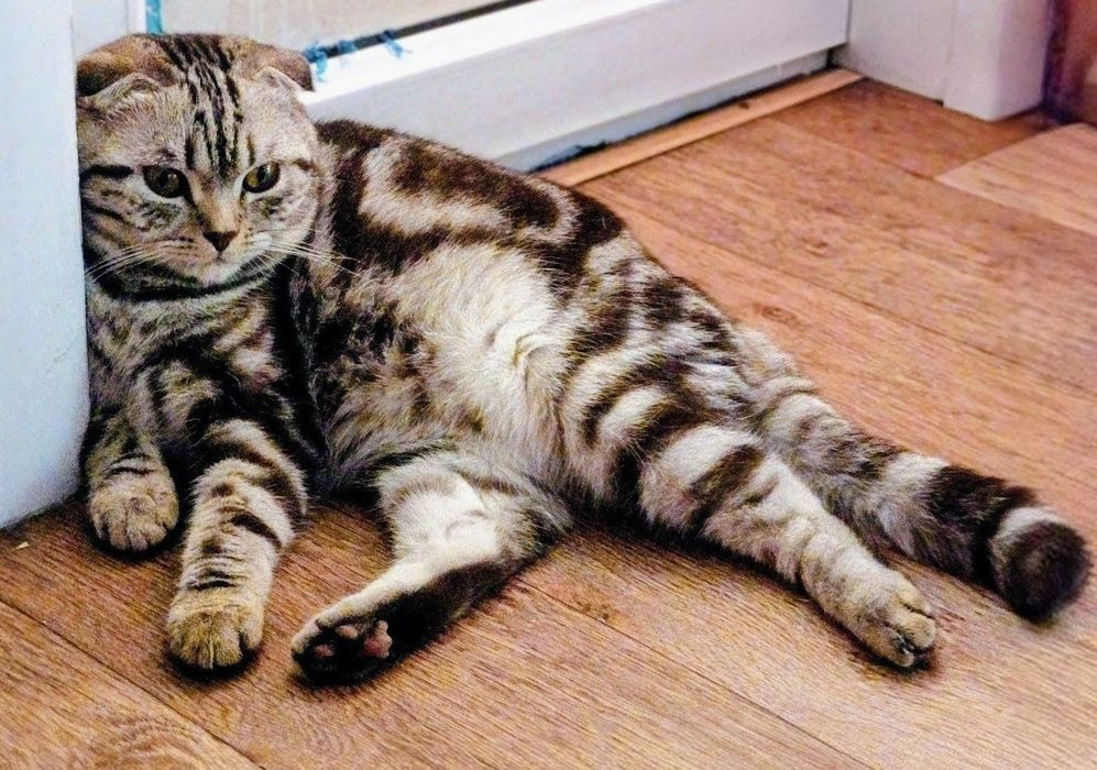 Продам котят шотландских вислоухих