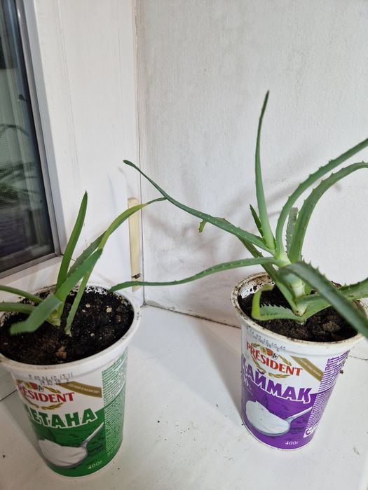 Комнатные цветы разные