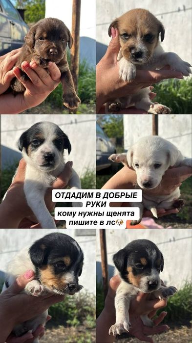 отдам щенят в добрые руки