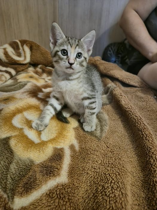 Ofer spre adoptie 3 motani si 1 pisica