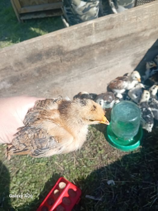 Продам домашних цыплят